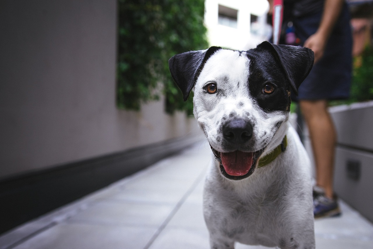 最新徕氏犬品种详解