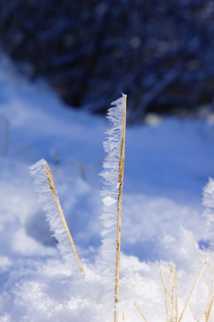 雪梨上市季节揭秘，时间与季节的交响曲