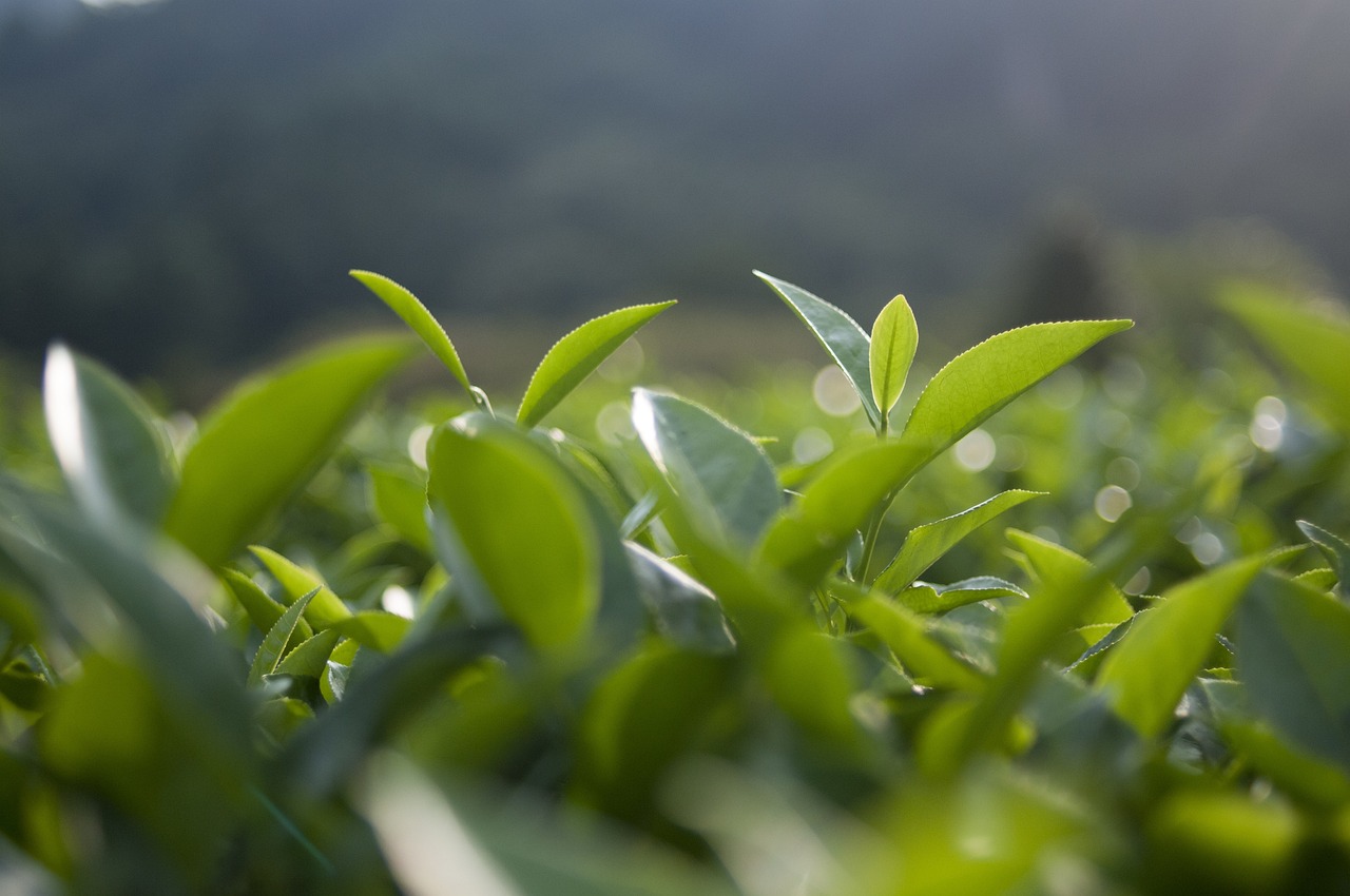 中国十大名茶最新排行榜揭晓