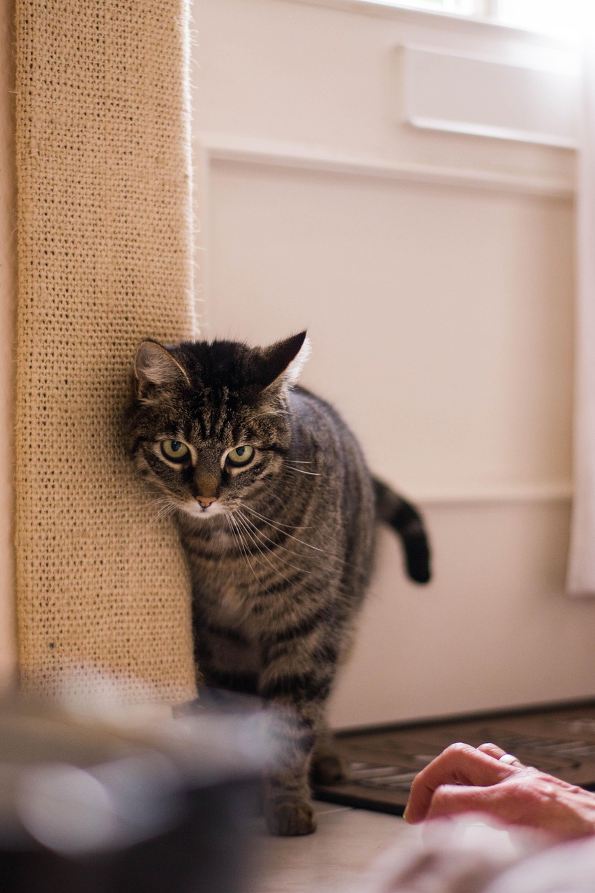 日本动漫中的猫，魅力与象征的诠释